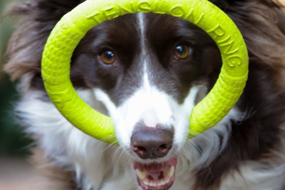 pexels-photo-32520453-32520453 Adorable Border Collie playing with a yellow ring toy outdoors, showcasing joyful expression and lively energy.